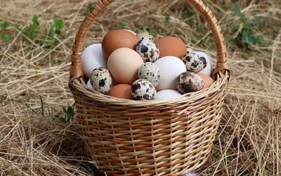 Egg Photo by George Chernilevsky. Accessed from Wikimedia Commons November 2022.
